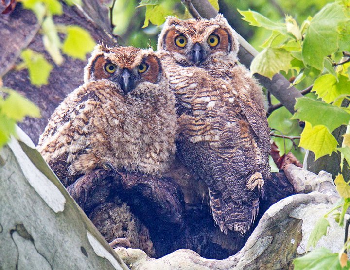 _4SB2430 great-horned owlets.jpg